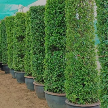 Ficus Nitida- Cone Shaped